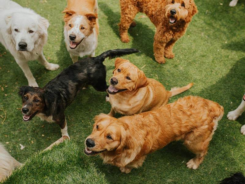 Humane Society for Hamilton County