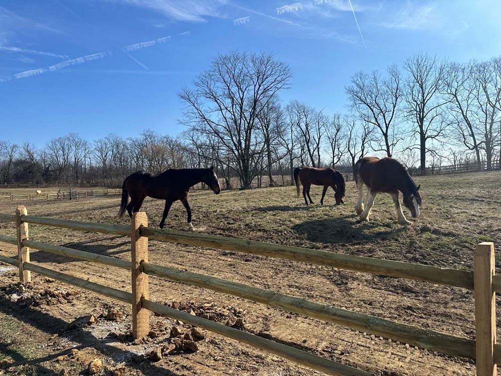 Horse Fence - Indianapolis Indiana